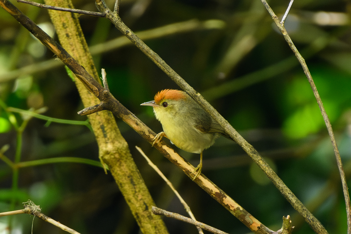 Rufous-capped Babbler, L&acirc;m Đồng, Vietnam  Asia,Cyanoderma ruficeps,Geotagged,L&acirc;m Đồng,Rufous-capped babbler,Spring,Vietnam,Vietnam 2025