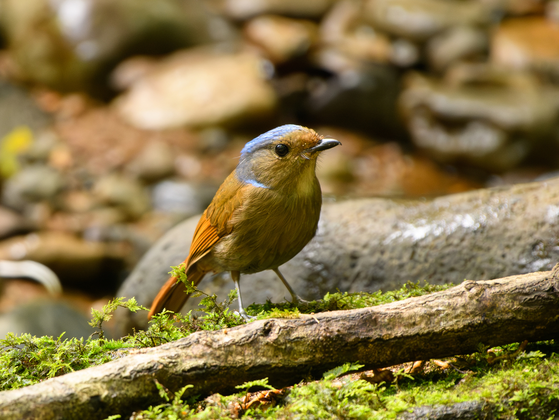 Large Niltava - female, L&acirc;m Đồng, Vietnam  Asia,Geotagged,Large Niltava,L&acirc;m Đồng,Niltava grandis,Spring,Vietnam,Vietnam 2025