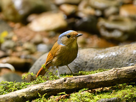 Large Niltava - female, L&acirc;m Đồng, Vietnam  Asia,Geotagged,Large Niltava,L&acirc;m Đồng,Niltava grandis,Spring,Vietnam,Vietnam 2025