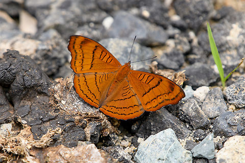 Pseudergolis wedah, L&acirc;m Đồng, Vietnam  Asia,Geotagged,L&acirc;m Đồng,Pseudergolis wedah,Spring,Tabby,Vietnam,Vietnam 2025