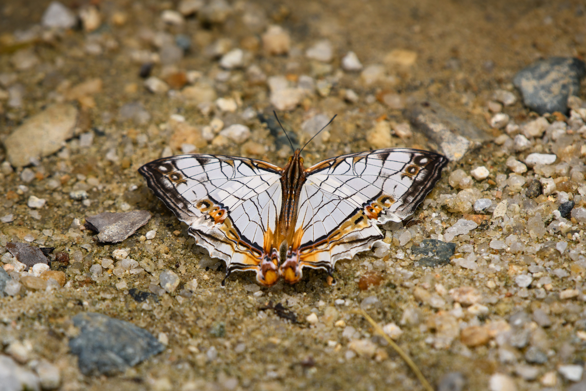 Common Mapwing, Lâm Đồng, Vietnam  Asia,Common Map,Cyrestis thyodamas,Geotagged,Lâm Đồng,Spring,Vietnam,Vietnam 2025