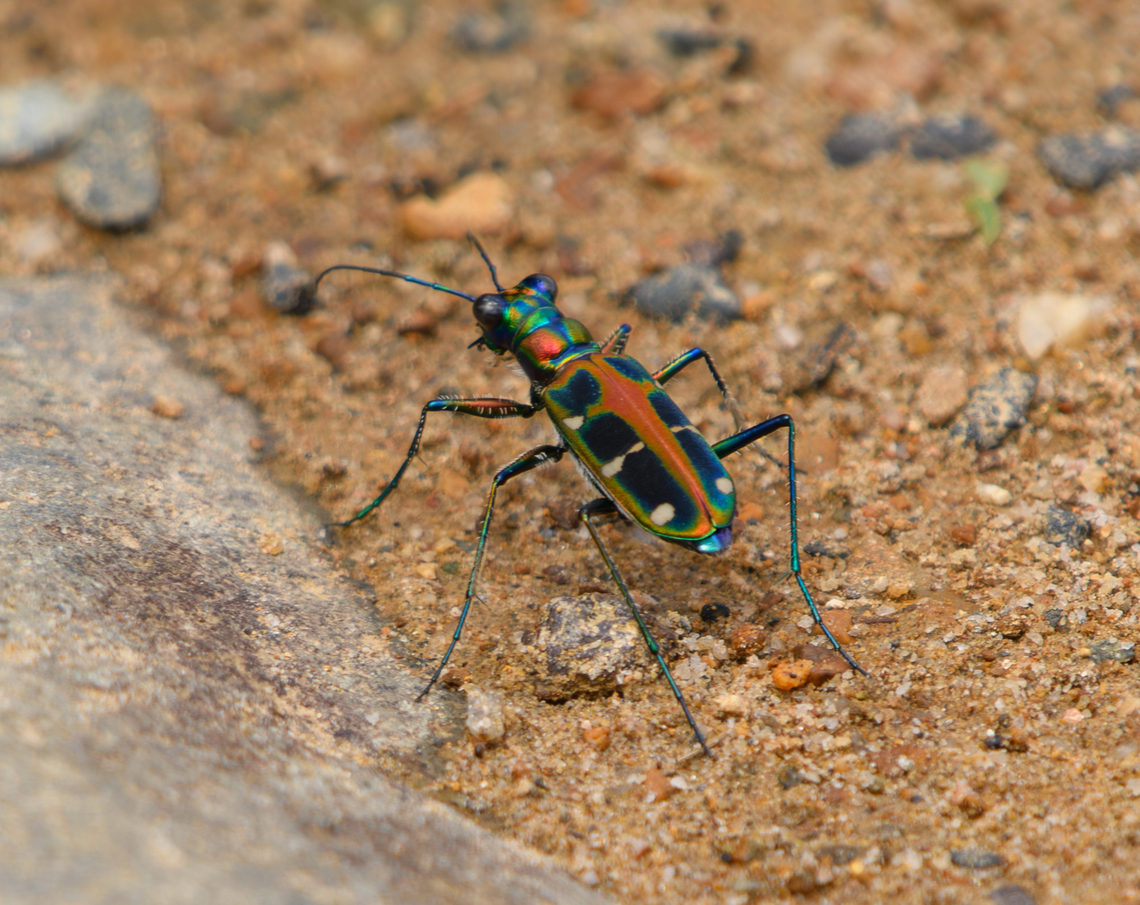 Iridescent Tiger Beetle, Lâm Đồng, Vietnam  Asia,Cosmodela duponti,Geotagged,Iridescent Tiger Beetle,Lâm Đồng,Spring,Vietnam,Vietnam 2025