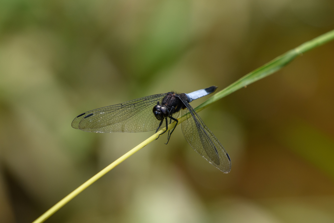 Blue-tailed Forest Hawk, Lâm Đồng, Vietnam <figure class="photo"><a href="https://www.jungledragon.com/image/171899/blue-tailed_forest_hawk_lm_ng_vietnam.html" title="Blue-tailed Forest Hawk, L&acirc;m Đồng, Vietnam"><img src="https://s3.amazonaws.com/media.jungledragon.com/images/2/171899_thumb.jpg?AWSAccessKeyId=05GMT0V3GWVNE7GGM1R2&Expires=1767225610&Signature=wHRA8Cz7mRL5qdYOx5m2Wi6xF2E%3D" width="200" height="178" alt="Blue-tailed Forest Hawk, L&acirc;m Đồng, Vietnam https://www.jungledragon.com/image/171898/blue-tailed_forest_hawk_lm_ng_vietnam.html Asia,Blue-tailed Forest Hawk,Geotagged,L&acirc;m Đồng,Orthetrum triangulare,Spring,Vietnam,Vietnam 2025" /></a></figure> Asia,Blue-tailed forest hawk,Geotagged,Lâm Đồng,Orthetrum triangulare,Spring,Vietnam,Vietnam 2025