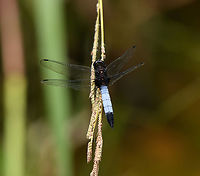 Blue-tailed Forest Hawk, L&acirc;m Đồng, Vietnam https://www.jungledragon.com/image/171898/blue-tailed_forest_hawk_lm_ng_vietnam.html Asia,Blue-tailed Forest Hawk,Geotagged,L&acirc;m Đồng,Orthetrum triangulare,Spring,Vietnam,Vietnam 2025