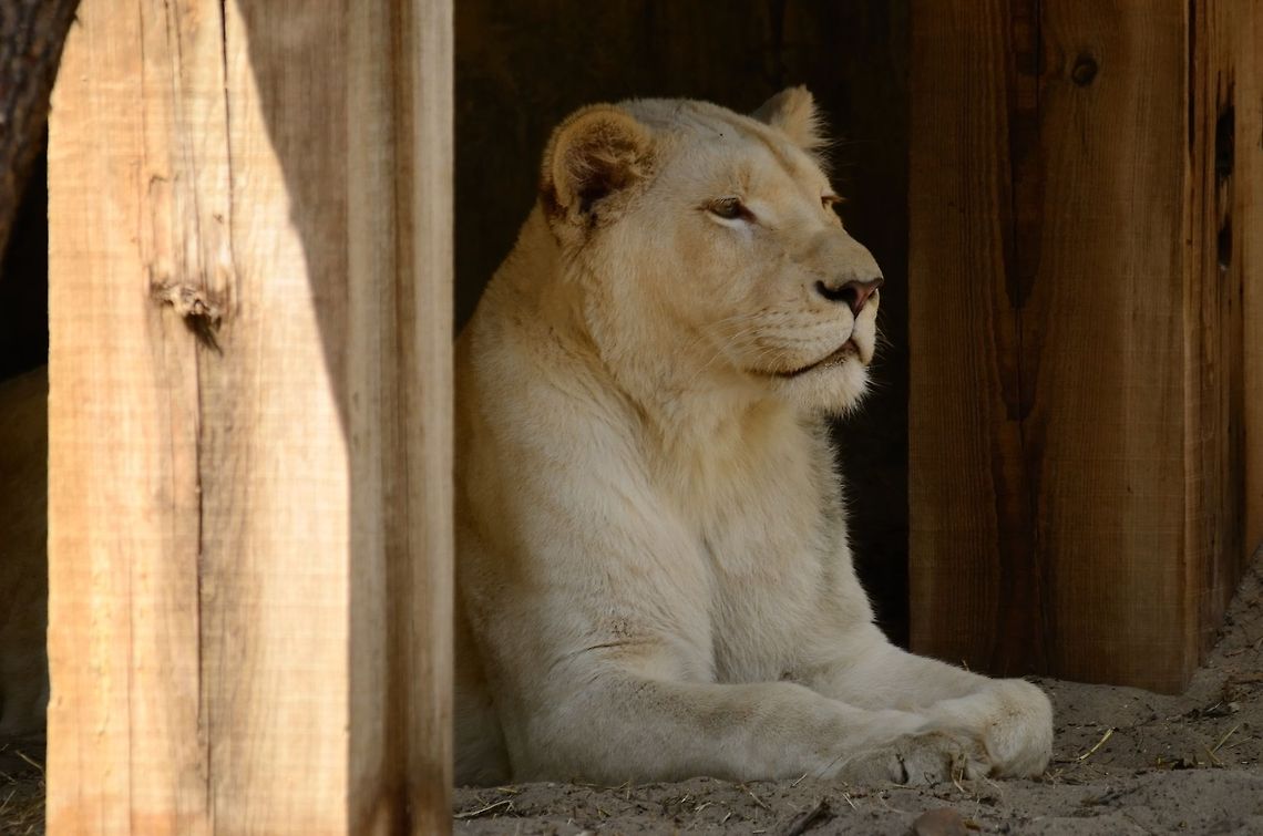 White Lion resting White Lions are not a seperate species of lions, they have a paler skin due to selective breeding in captivity. It is believed there are only a few hundred in the world. Big Cats,Felidae,Rhenen Zoo,White Lion,lion