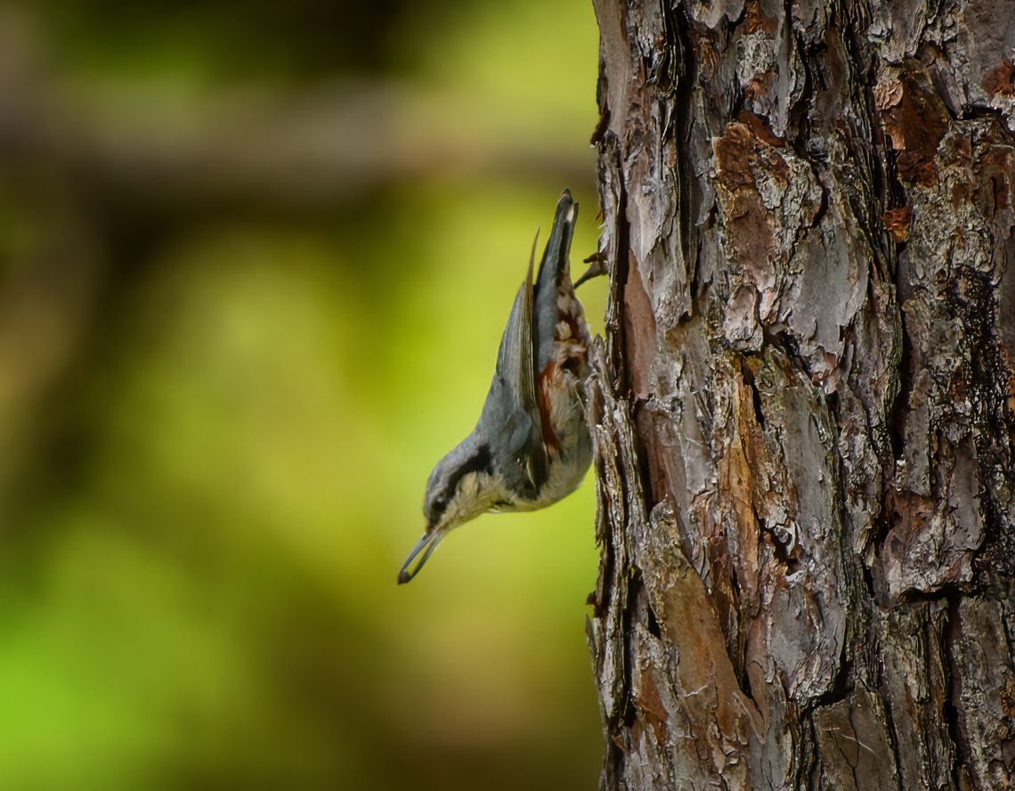 Chestnut-vented Nuthatch, Lâm Đồng, Vietnam This photo is a bit out of focus but sharing it to demonstrate the chestnut-vent.<br />
<figure class="photo"><a href="https://www.jungledragon.com/image/171944/chestnut-vented_nuthatch_lm_ng_vietnam.html" title="Chestnut-vented Nuthatch, L&acirc;m Đồng, Vietnam"><img src="https://s3.amazonaws.com/media.jungledragon.com/images/2/171944_thumb.jpg?AWSAccessKeyId=05GMT0V3GWVNE7GGM1R2&Expires=1767225610&Signature=w9SOPABYHjXXUa4WjBPP4%2B9lud8%3D" width="200" height="134" alt="Chestnut-vented Nuthatch, L&acirc;m Đồng, Vietnam Small and very erratic bird.<br />
https://www.jungledragon.com/image/171943/chestnut-vented_nuthatch_lm_ng_vietnam.html Asia,Chestnut-vented nuthatch,Geotagged,L&acirc;m Đồng,Sitta nagaensis,Spring,Vietnam,Vietnam 2025" /></a></figure> Asia,Chestnut-vented Nuthatch,Geotagged,Lâm Đồng,Sitta nagaensis,Spring,Vietnam,Vietnam 2025