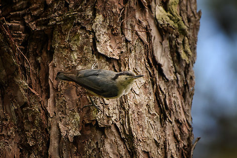 Chestnut-vented Nuthatch, L&acirc;m Đồng, Vietnam Small and very erratic bird.
https://www.jungledragon.com/image/171943/chestnut-vented_nuthatch_lm_ng_vietnam.html Asia,Chestnut-vented nuthatch,Geotagged,L&acirc;m Đồng,Sitta nagaensis,Spring,Vietnam,Vietnam 2025