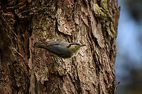 Chestnut-vented Nuthatch, Lâm Đồng, Vietnam Small and very erratic bird.<br />
https://www.jungledragon.com/image/171943/chestnut-vented_nuthatch_lm_ng_vietnam.html Asia,Chestnut-vented nuthatch,Geotagged,Lâm Đồng,Sitta nagaensis,Spring,Vietnam,Vietnam 2025