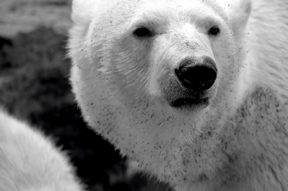 Polar Bear closeup (b&w) Closeup of a Polar Bear mother in the Rhenen zoo, the Netherlands. Bear,Mammals,Polar Bear,The Netherlands,Ursidae,Ursus maritimus,black and white