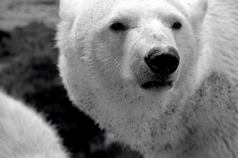 Polar Bear closeup (b&w) Closeup of a Polar Bear mother in the Rhenen zoo, the Netherlands. Bear,Mammals,Polar Bear,The Netherlands,Ursidae,Ursus maritimus,black and white