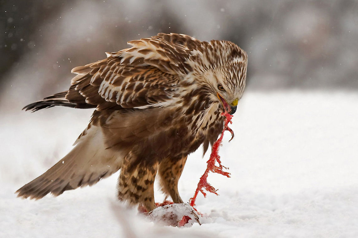 Rough-legged Buzzard feeding A Buzzard tearing its prey apart like spaghetti. Captured by @Henrik Just. Accipitriformes,Birds,Buteo lagopus,Buzzard,Feeding,Rough-legged Buzzard