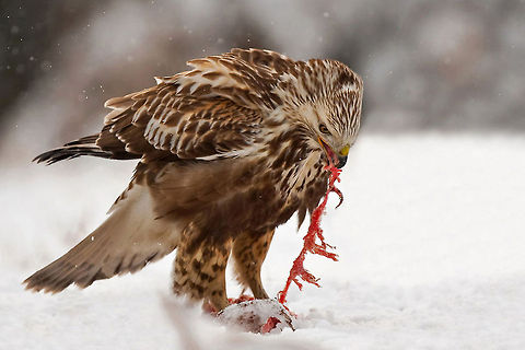 Rough-legged Buzzard feeding A Buzzard tearing its prey apart like spaghetti. Captured by @Henrik Just. Accipitriformes,Birds,Buteo lagopus,Buzzard,Feeding,Rough-legged Buzzard