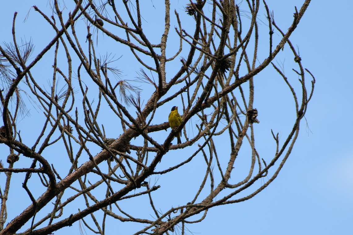 Vietnamese Greenfinch, Lâm Đồng, Vietnam Distant shot, sorry. Asia,Chloris monguilloti,Geotagged,Lâm Đồng,Spring,Vietnam,Vietnam 2025,Vietnamese greenfinch