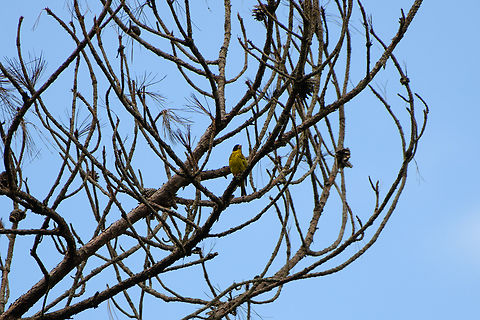 Vietnamese Greenfinch, Lâm Đồng, Vietnam Distant shot, sorry. Asia,Chloris monguilloti,Geotagged,Lâm Đồng,Spring,Vietnam,Vietnam 2025,Vietnamese greenfinch