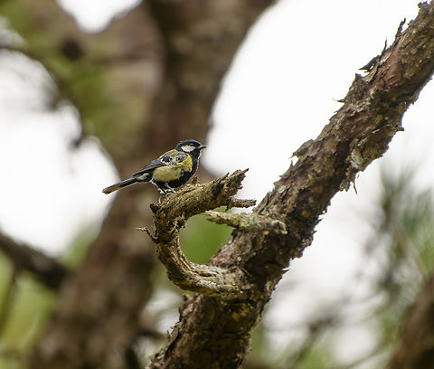Green-backed Tit, L&acirc;m Đồng, Vietnam  Asia,Geotagged,Green-backed Tit,L&acirc;m Đồng,Parus monticolus,Spring,Vietnam,Vietnam 2025