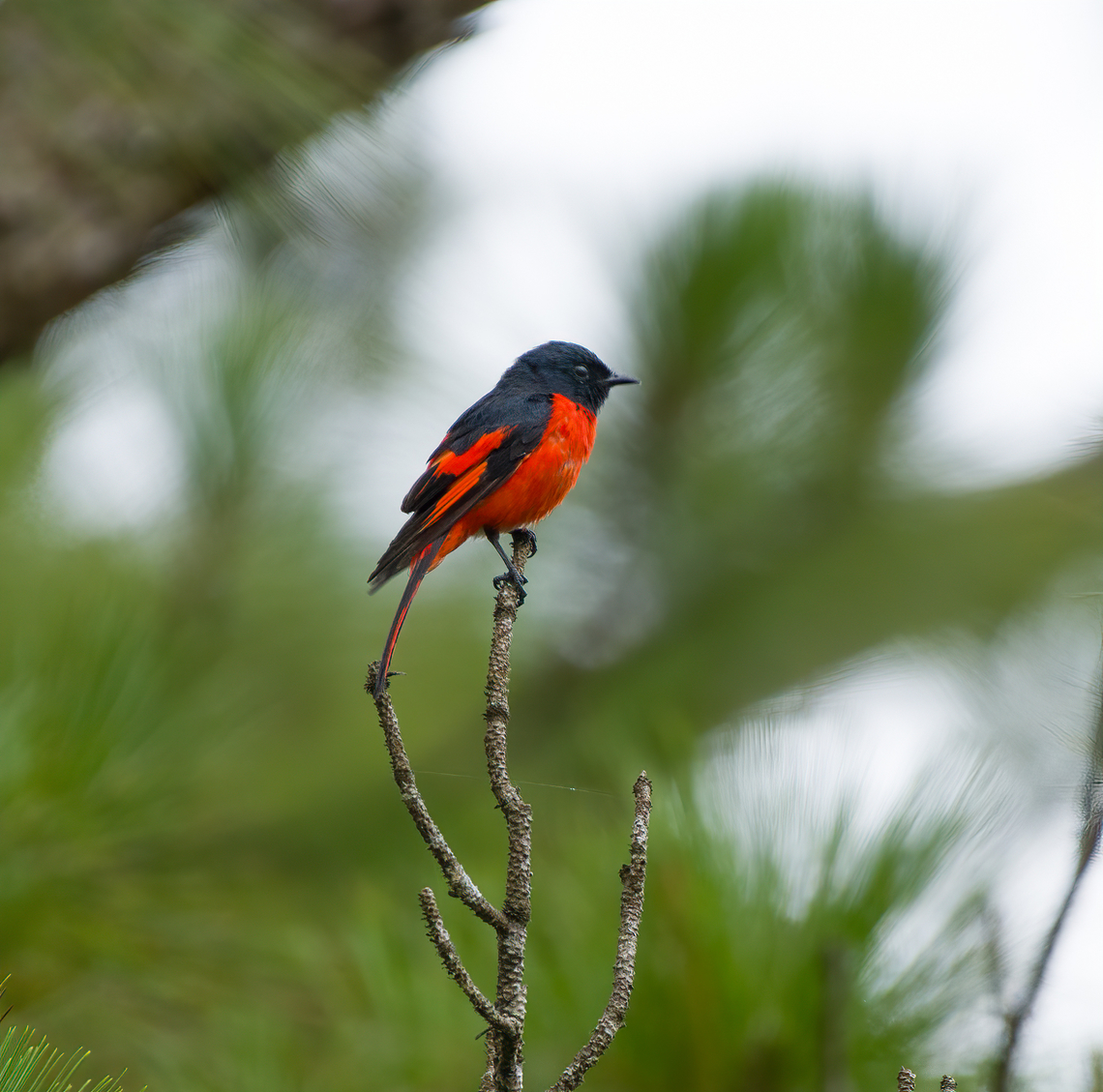 Long-tailed Minivet (male) ,L&acirc;m Đồng, Vietnam <figure class="photo"><a href="https://www.jungledragon.com/image/172009/long-tailed_minivet_female_lm_ng_vietnam.html" title="Long-tailed Minivet (female) ,L&acirc;m Đồng, Vietnam"><img src="https://s3.amazonaws.com/media.jungledragon.com/images/2/172009_thumb.jpg?AWSAccessKeyId=05GMT0V3GWVNE7GGM1R2&Expires=1769040010&Signature=NvksdzpxcUII%2BUtnki27Ld3%2BMC4%3D" width="200" height="134" alt="Long-tailed Minivet (female) ,L&acirc;m Đồng, Vietnam https://www.jungledragon.com/image/172008/long-tailed_minivet_malelm_ng_vietnam.html Asia,Geotagged,Long-tailed Minivet,L&acirc;m Đồng,Pericrocotus ethologus,Spring,Vietnam,Vietnam 2025" /></a></figure> Asia,Geotagged,Long-tailed minivet,L&acirc;m Đồng,Pericrocotus ethologus,Spring,Vietnam,Vietnam 2025