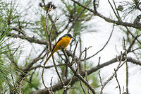 Long-tailed Minivet (female) ,Lâm Đồng, Vietnam https://www.jungledragon.com/image/172008/long-tailed_minivet_malelm_ng_vietnam.html Asia,Geotagged,Long-tailed Minivet,Lâm Đồng,Pericrocotus ethologus,Spring,Vietnam,Vietnam 2025