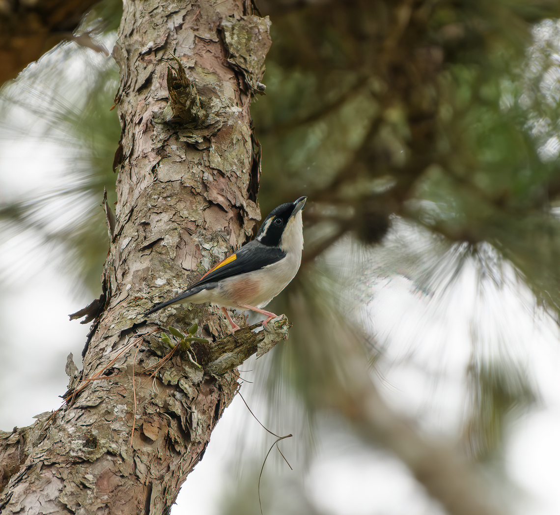 White-browed Shrike-Babbler, L&acirc;m Đồng, Vietnam  Asia,Geotagged,L&acirc;m Đồng,Pteruthius aeralatus,Spring,Vietnam,Vietnam 2025,White-browed shrike-babbler