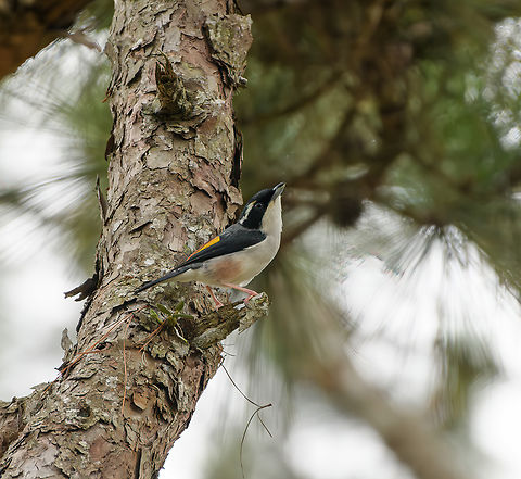 White-browed Shrike-Babbler, Lâm Đồng, Vietnam  Asia,Geotagged,Lâm Đồng,Pteruthius aeralatus,Spring,Vietnam,Vietnam 2025,White-browed shrike-babbler