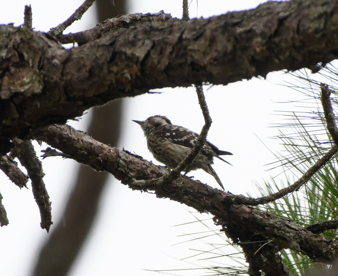 Gray-capped Pygmy Woodpecker, Lâm Đồng, Vietnam  Asia,Geotagged,Grey-capped pygmy woodpecker,Lâm Đồng,Spring,Vietnam,Vietnam 2025,Yungipicus canicapillus