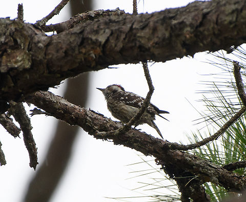 Gray-capped Pygmy Woodpecker, Lâm Đồng, Vietnam  Asia,Geotagged,Grey-capped pygmy woodpecker,Lâm Đồng,Spring,Vietnam,Vietnam 2025,Yungipicus canicapillus