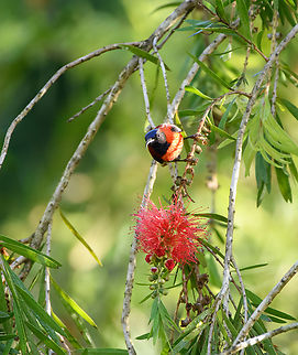 Black-throated Sunbird, Lâm Đồng, Vietnam https://www.jungledragon.com/image/172057/black-throated_sunbird_lm_ng_vietnam.html Aethopyga saturata,Asia,Black-throated Sunbird,Geotagged,Lâm Đồng,Spring,Vietnam,Vietnam 2025