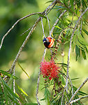Black-throated Sunbird, L&acirc;m Đồng, Vietnam https://www.jungledragon.com/image/172057/black-throated_sunbird_lm_ng_vietnam.html Aethopyga saturata,Asia,Black-throated Sunbird,Geotagged,L&acirc;m Đồng,Spring,Vietnam,Vietnam 2025