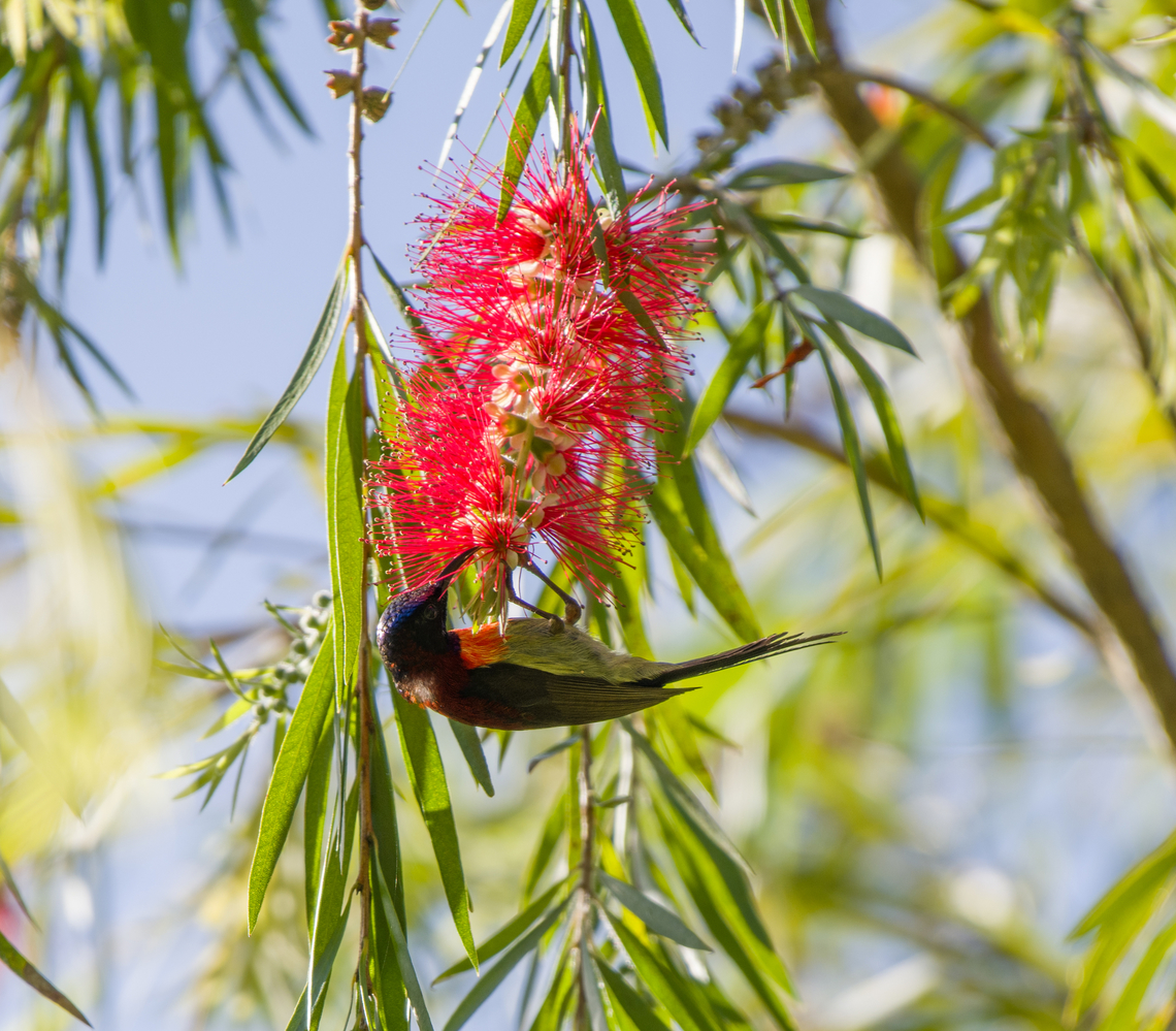 Black-throated Sunbird, L&acirc;m Đồng, Vietnam <figure class="photo"><a href="https://www.jungledragon.com/image/172056/black-throated_sunbird_lm_ng_vietnam.html" title="Black-throated Sunbird, L&acirc;m Đồng, Vietnam"><img src="https://s3.amazonaws.com/media.jungledragon.com/images/2/172056_thumb.jpg?AWSAccessKeyId=05GMT0V3GWVNE7GGM1R2&Expires=1770854410&Signature=hyklykofCDXta1SGff5OPZSF4QA%3D" width="128" height="152" alt="Black-throated Sunbird, L&acirc;m Đồng, Vietnam https://www.jungledragon.com/image/172057/black-throated_sunbird_lm_ng_vietnam.html Aethopyga saturata,Asia,Black-throated Sunbird,Geotagged,L&acirc;m Đồng,Spring,Vietnam,Vietnam 2025" /></a></figure> Aethopyga saturata,Asia,Black-throated Sunbird,Geotagged,L&acirc;m Đồng,Spring,Vietnam,Vietnam 2025