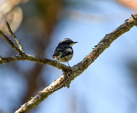 Little Pied Flycatcher, Lâm Đồng, Vietnam  Asia,Ficedula westermanni,Geotagged,Little pied flycatcher,Lâm Đồng,Spring,Vietnam,Vietnam 2025