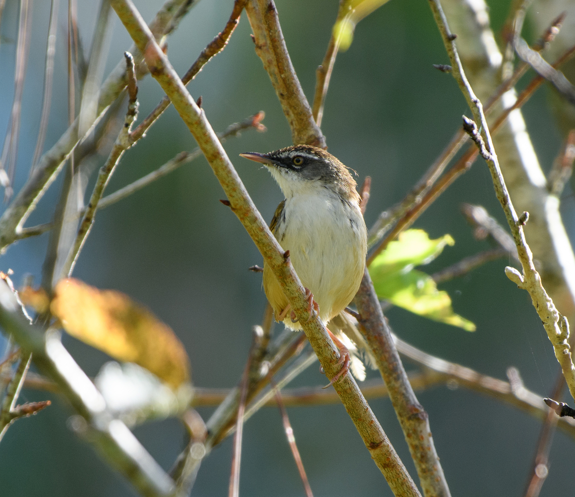 Hill Prinia, Lâm Đồng, Vietnam  Asia,Geotagged,Hill Prinia,Lâm Đồng,Prinia superciliaris,Spring,Vietnam,Vietnam 2025