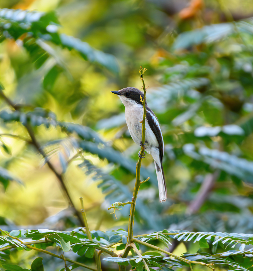 Bar-winged Flycatcher-shrike, L&acirc;m Đồng, Vietnam  Asia,Bar-winged flycatcher-shrike,Geotagged,Hemipus picatus,L&acirc;m Đồng,Spring,Vietnam,Vietnam 2025