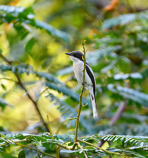 Bar-winged Flycatcher-shrike, L&acirc;m Đồng, Vietnam  Asia,Bar-winged flycatcher-shrike,Geotagged,Hemipus picatus,L&acirc;m Đồng,Spring,Vietnam,Vietnam 2025
