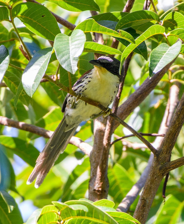 Grey-crowned Crocias, Lâm Đồng, Vietnam Endemic to Vietnam and not often observed. Asia,Geotagged,Grey-crowned crocias,Laniellus langbianis,Lâm Đồng,Spring,Vietnam,Vietnam 2025