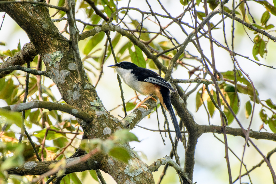 Rufous-backed Sibia, L&acirc;m Đồng, Vietnam  Asia,Geotagged,Leioptila annectens,L&acirc;m Đồng,Rufous-backed sibia,Spring,Vietnam,Vietnam 2025