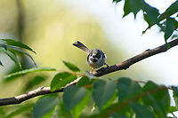 Black-throated Tit, Lâm Đồng, Vietnam https://www.jungledragon.com/image/172064/black-throated_tit_lm_ng_vietnam.html Aegithalos concinnus,Asia,Black-throated tit,Geotagged,Lâm Đồng,Spring,Vietnam,Vietnam 2025