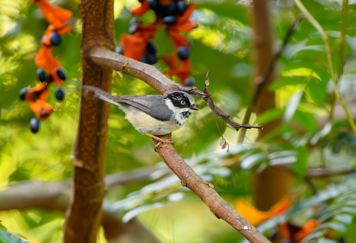 Black-throated Tit, L&acirc;m Đồng, Vietnam <figure class="photo"><a href="https://www.jungledragon.com/image/172063/black-throated_tit_lm_ng_vietnam.html" title="Black-throated Tit, L&acirc;m Đồng, Vietnam"><img src="https://s3.amazonaws.com/media.jungledragon.com/images/2/172063_thumb.jpg?AWSAccessKeyId=05GMT0V3GWVNE7GGM1R2&Expires=1769040010&Signature=LShj8aKC60lsjZQvmNQDTm3wIUI%3D" width="200" height="134" alt="Black-throated Tit, L&acirc;m Đồng, Vietnam https://www.jungledragon.com/image/172064/black-throated_tit_lm_ng_vietnam.html Aegithalos concinnus,Asia,Black-throated tit,Geotagged,L&acirc;m Đồng,Spring,Vietnam,Vietnam 2025" /></a></figure> Aegithalos concinnus,Asia,Black-throated Tit,Geotagged,L&acirc;m Đồng,Spring,Vietnam,Vietnam 2025