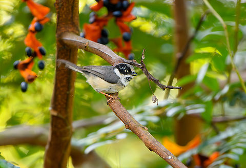 Black-throated Tit, Lâm Đồng, Vietnam https://www.jungledragon.com/image/172063/black-throated_tit_lm_ng_vietnam.html Aegithalos concinnus,Asia,Black-throated Tit,Geotagged,Lâm Đồng,Spring,Vietnam,Vietnam 2025
