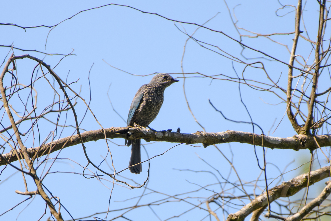 Verditer Flycatcher (juvenile), Lâm Đồng, Vietnam A juvenile. I&#039;m not sure whether it&#039;s male or female. Asia,Eumyias thalassinus,Geotagged,Lâm Đồng,Spring,Verditer flycatcher,Vietnam,Vietnam 2025