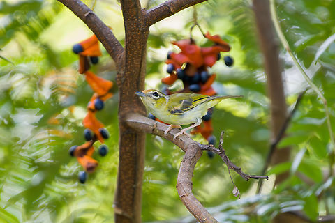 Clicking Shrike-Babbler