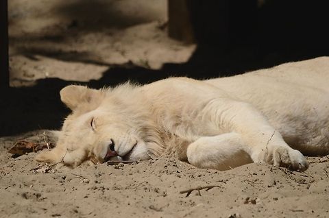 White Lion sleeping Adult White Lion sleeping in the Rhenen zoo, the Netherlands. Big Cats,Felidae,Leucism,Rhenen Zoo,White Lion,lion