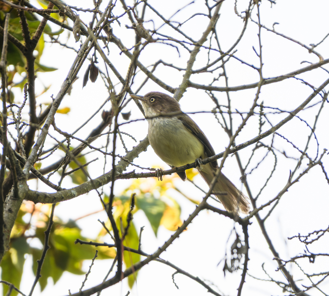 Blue-winged Minla, Lâm Đồng, Vietnam  Actinodura cyanouroptera,Asia,Blue-winged minla,Geotagged,Lâm Đồng,Spring,Vietnam,Vietnam 2025