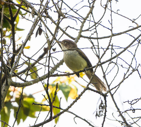 Blue-winged Minla, L&acirc;m Đồng, Vietnam  Actinodura cyanouroptera,Asia,Blue-winged minla,Geotagged,L&acirc;m Đồng,Spring,Vietnam,Vietnam 2025