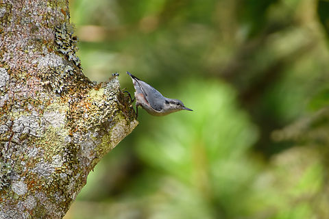 Chestnut-vented Nuthatch, Lâm Đồng, Vietnam  Asia,Chestnut-vented Nuthatch,Geotagged,Lâm Đồng,Sitta nagaensis,Spring,Vietnam,Vietnam 2025