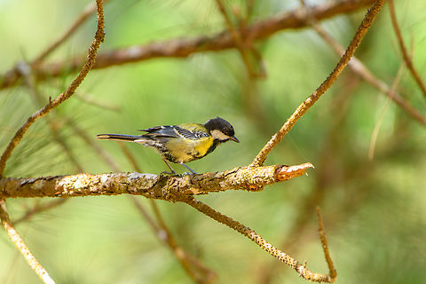 Green-backed Tit, L&acirc;m Đồng, Vietnam  Asia,Geotagged,Green-backed Tit,L&acirc;m Đồng,Parus monticolus,Spring,Vietnam,Vietnam 2025