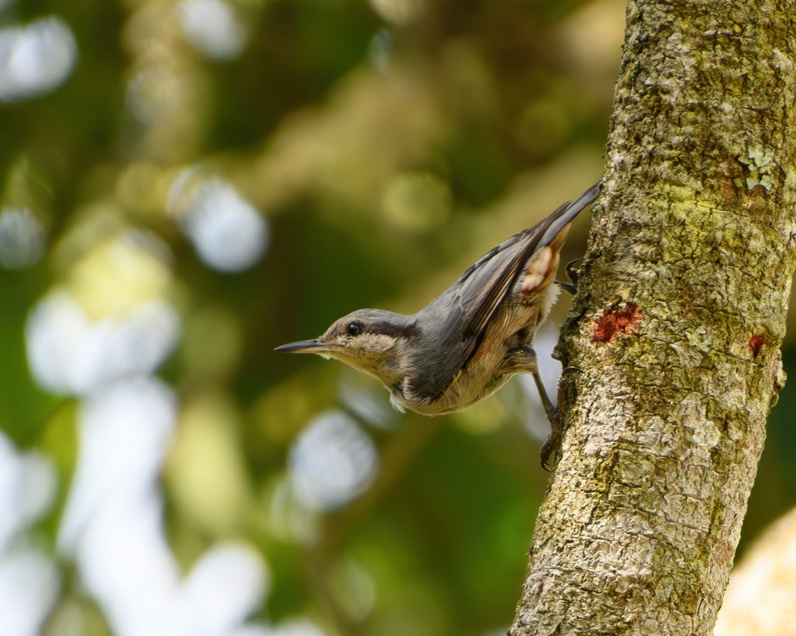 Chestnut-vented Nuthatch, L&acirc;m Đồng, Vietnam  Asia,Chestnut-vented Nuthatch,Geotagged,L&acirc;m Đồng,Sitta nagaensis,Spring,Vietnam,Vietnam 2025