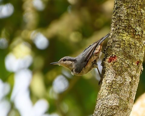 Chestnut-vented Nuthatch, L&acirc;m Đồng, Vietnam  Asia,Chestnut-vented Nuthatch,Geotagged,L&acirc;m Đồng,Sitta nagaensis,Spring,Vietnam,Vietnam 2025