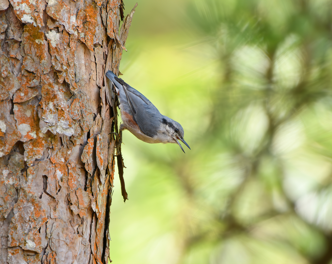 Chestnut-vented Nuthatch, Lâm Đồng, Vietnam  Asia,Chestnut-vented Nuthatch,Geotagged,Lâm Đồng,Sitta nagaensis,Spring,Vietnam,Vietnam 2025