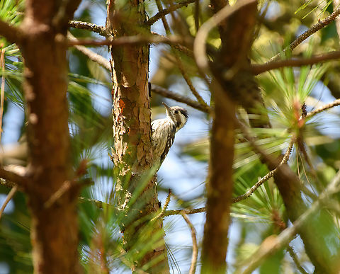 Gray-capped Pygmy Woodpecker, L&acirc;m Đồng, Vietnam  Asia,Geotagged,Gray-capped Pygmy Woodpecker,L&acirc;m Đồng,Spring,Vietnam,Vietnam 2025,Yungipicus canicapillus