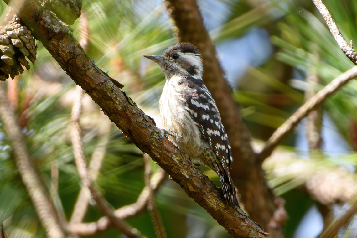 Gray-capped Pygmy Woodpecker, Lâm Đồng, Vietnam  Asia,Geotagged,Gray-capped Pygmy Woodpecker,Lâm Đồng,Spring,Vietnam,Vietnam 2025,Yungipicus canicapillus