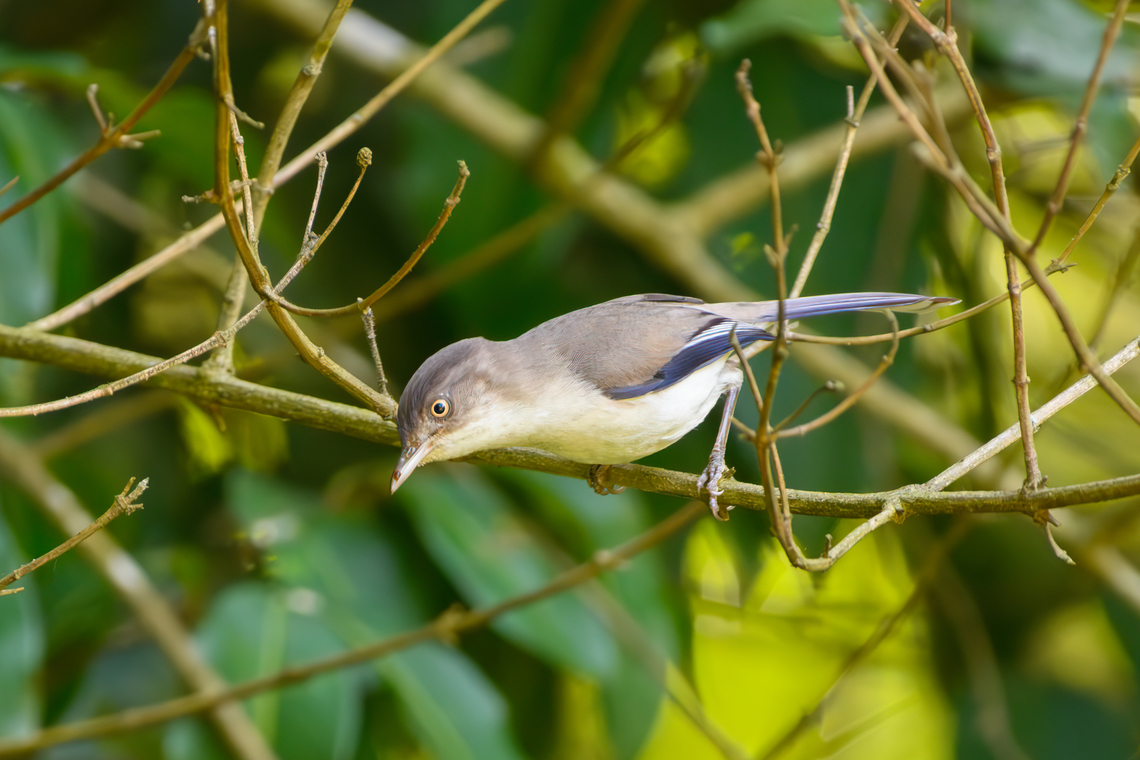 Blue-winged Minla, Lâm Đồng, Vietnam  Actinodura cyanouroptera,Asia,Blue-winged Minla,Blue-winged minla,Geotagged,Lâm Đồng,Minla cyanouroptera,Spring,Vietnam,Vietnam 2025